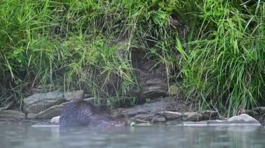 Avrasya kunduzu (Castor lifi), Karpatlar, Bieszczady, Polonya.