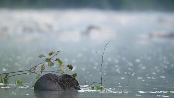 Eurasian Beaver Castor Fiber Carpathians Bieszczady Poland — Video Stock