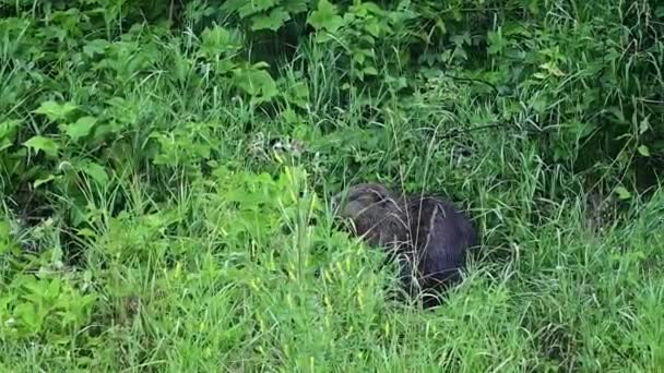 Eurasian Beaver Castor Fiber Carpathians Bieszczady Poland — Video Stock