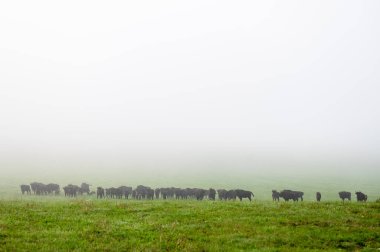 European Bison (Bison bonasus) herd in a meadow. The Bieszczady Mountains, Carpathians, Poland.