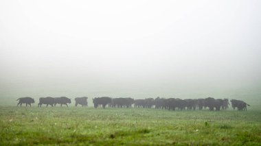 European Bison (Bison bonasus) herd in a meadow. The Bieszczady Mountains, Carpathians, Poland.