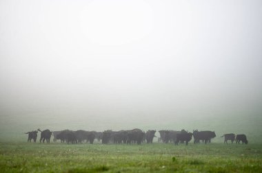 European Bison (Bison bonasus) herd in a meadow. The Bieszczady Mountains, Carpathians, Poland.