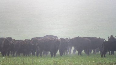 European Bison (Bison bonasus) herd in a meadow. The Bieszczady Mountains, Carpathians, Poland.