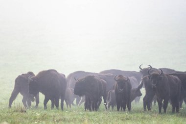 European Bison (Bison bonasus) herd in a meadow. The Bieszczady Mountains, Carpathians, Poland.