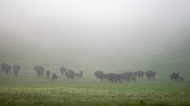 European Bison (Bison bonasus) herd in a meadow. The Bieszczady Mountains, Carpathians, Poland.
