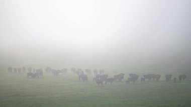 European Bison (Bison bonasus) herd in a meadow. The Bieszczady Mountains, Carpathians, Poland.