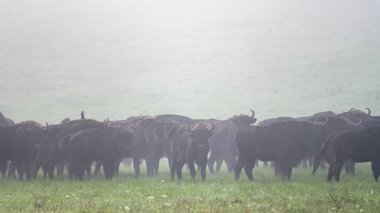 European Bison (Bison bonasus) herd in a meadow. The Bieszczady Mountains, Carpathians, Poland.