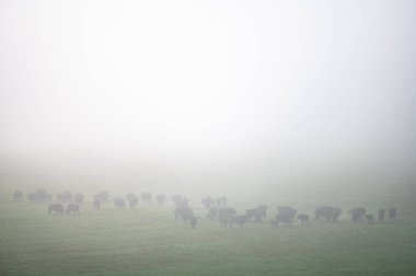 European Bison (Bison bonasus) herd in a meadow. The Bieszczady Mountains, Carpathians, Poland.