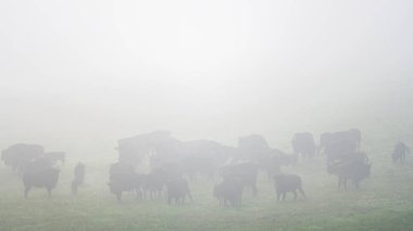 European Bison (Bison bonasus) herd in a meadow. The Bieszczady Mountains, Carpathians, Poland.