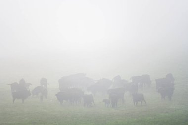 European Bison (Bison bonasus) herd in a meadow. The Bieszczady Mountains, Carpathians, Poland.