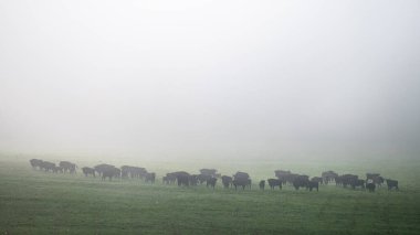 European Bison (Bison bonasus) herd in a meadow. The Bieszczady Mountains, Carpathians, Poland.