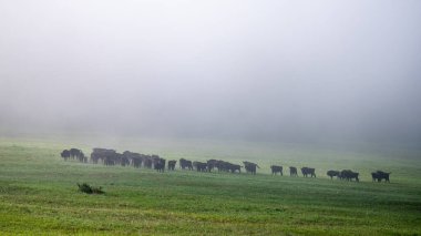 European Bison (Bison bonasus) herd in a meadow. The Bieszczady Mountains, Carpathians, Poland.