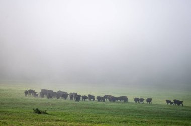 European Bison (Bison bonasus) herd in a meadow. The Bieszczady Mountains, Carpathians, Poland.