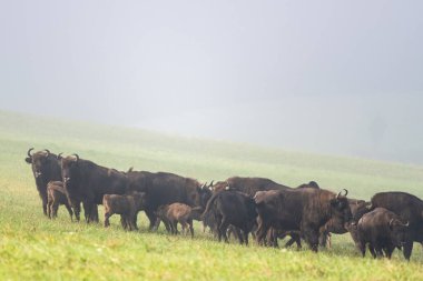 European Bison (Bison bonasus) herd in a meadow. The Bieszczady Mountains, Carpathians, Poland.