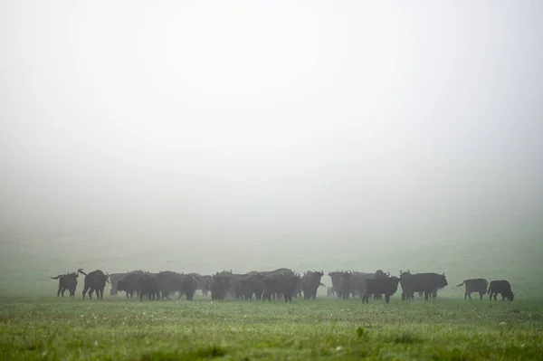 European Bison Bison Bonasus Herd Meadow Bieszczady Mountains Carpathians Poland — 스톡 사진
