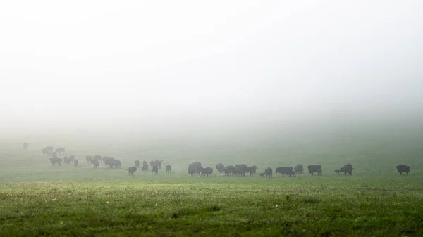 European Bison Bison Bonasus Herd Meadow Bieszczady Mountains Carpathians Poland — Photo