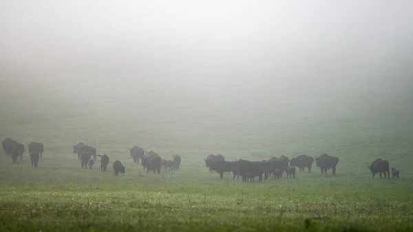 European Bison Bison Bonasus Herd Meadow Bieszczady Mountains Carpathians Poland — Fotografia de Stock