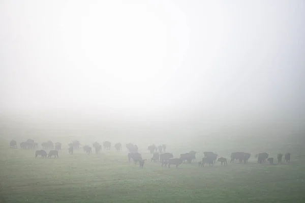 European Bison Bison Bonasus Herd Meadow Bieszczady Mountains Carpathians Poland — 스톡 사진