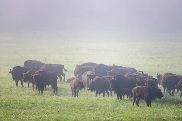 European Bison Bison Bonasus Herd Meadow Bieszczady Mountains Carpathians Poland — стокове фото