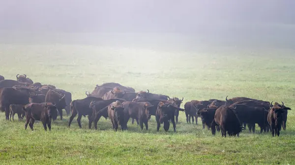 European Bison Bison Bonasus Herd Meadow Bieszczady Mountains Carpathians Poland — 图库照片