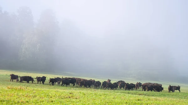 European Bison Bison Bonasus Herd Meadow Bieszczady Mountains Carpathians Poland — Stok fotoğraf
