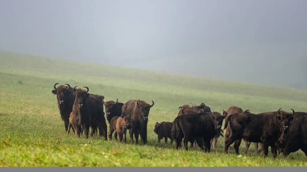 European Bison Bison Bonasus Herd Meadow Bieszczady Mountains Carpathians Poland — Φωτογραφία Αρχείου