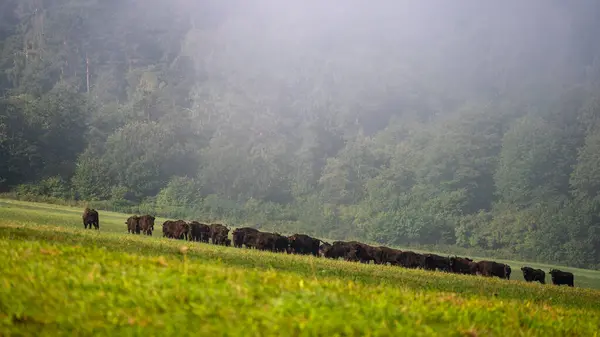 European Bison Bison Bonasus Herd Meadow Bieszczady Mountains Carpathians Poland — Stock Fotó