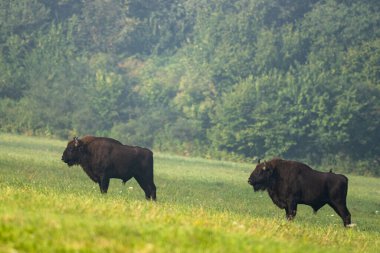 European Bison (Bison bonasus) herd in a meadow. The Bieszczady Mountains, Carpathians, Poland.