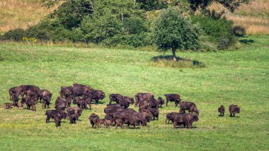 European Bison (Bison bonasus) herd in a meadow. The Bieszczady Mountains, Carpathians, Poland.