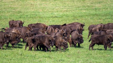 European Bison (Bison bonasus) herd in a meadow. The Bieszczady Mountains, Carpathians, Poland.