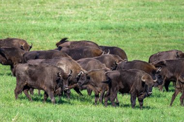 European Bison (Bison bonasus) herd in a meadow. The Bieszczady Mountains, Carpathians, Poland.