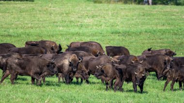 European Bison (Bison bonasus) herd in a meadow. The Bieszczady Mountains, Carpathians, Poland.