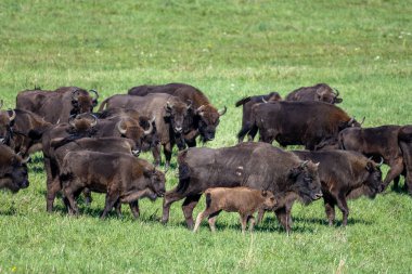 European Bison (Bison bonasus) herd in a meadow. The Bieszczady Mountains, Carpathians, Poland.