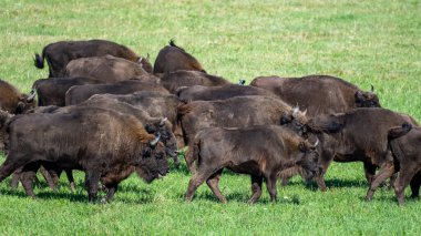European Bison (Bison bonasus) herd in a meadow. The Bieszczady Mountains, Carpathians, Poland.