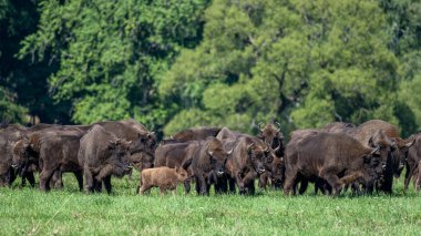 European Bison (Bison bonasus) herd in a meadow. The Bieszczady Mountains, Carpathians, Poland.
