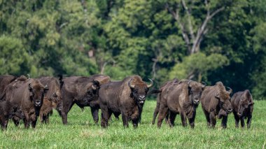 European Bison (Bison bonasus) herd in a meadow. The Bieszczady Mountains, Carpathians, Poland.