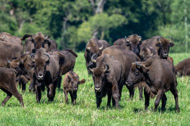 European Bison (Bison bonasus) herd in a meadow. The Bieszczady Mountains, Carpathians, Poland.
