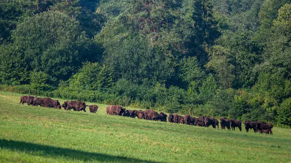 European Bison Bison Bonasus Herd Meadow Bieszczady Mountains Carpathians Poland — Stock fotografie