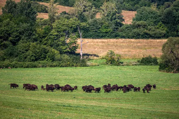 European Bison Bison Bonasus Herd Meadow Bieszczady Mountains Carpathians Poland — Stock fotografie