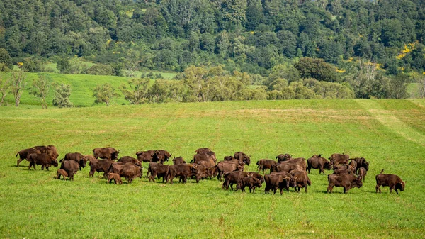 European Bison Bison Bonasus Herd Meadow Bieszczady Mountains Carpathians Poland — 스톡 사진