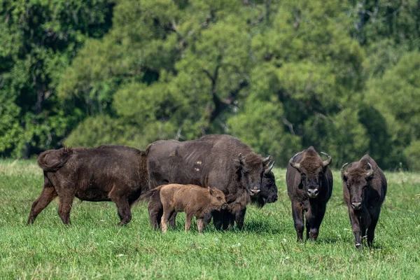 European Bison Bison Bonasus Herd Meadow Bieszczady Mountains Carpathians Poland — Stockfoto