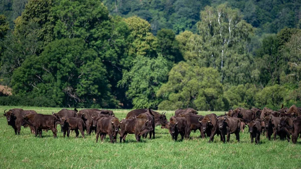 European Bison Bison Bonasus Herd Meadow Bieszczady Mountains Carpathians Poland — Fotografia de Stock