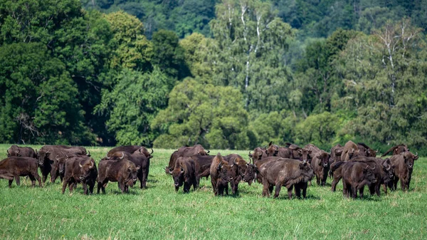 European Bison Bison Bonasus Herd Meadow Bieszczady Mountains Carpathians Poland — Stock Photo, Image