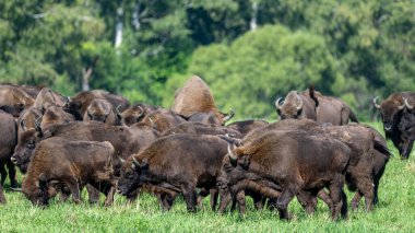 European Bison (Bison bonasus) herd in a meadow. The Bieszczady Mountains, Carpathians, Poland.