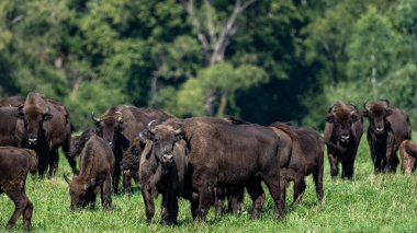 European Bison (Bison bonasus) herd in a meadow. The Bieszczady Mountains, Carpathians, Poland.