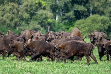 European Bison (Bison bonasus) herd in a meadow. The Bieszczady Mountains, Carpathians, Poland.