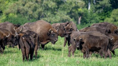 European Bison (Bison bonasus) herd in a meadow. The Bieszczady Mountains, Carpathians, Poland.