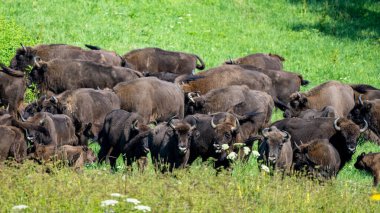 European Bison (Bison bonasus) herd in a meadow. The Bieszczady Mountains, Carpathians, Poland.