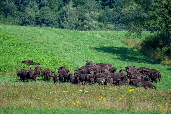 European Bison Bison Bonasus Herd Meadow Bieszczady Mountains Carpathians Poland — Zdjęcie stockowe