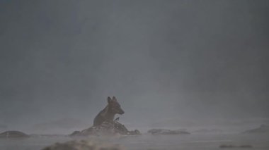 Grey wolf (Canis lupus) eating a hunted deer. Bieszczady Mountains, Carpathians, Poland.